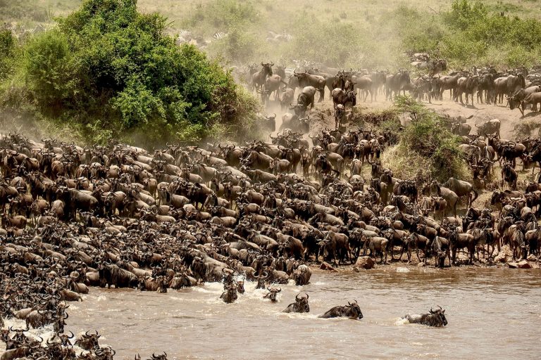 GREAT WILDERBEEST MIGRATION